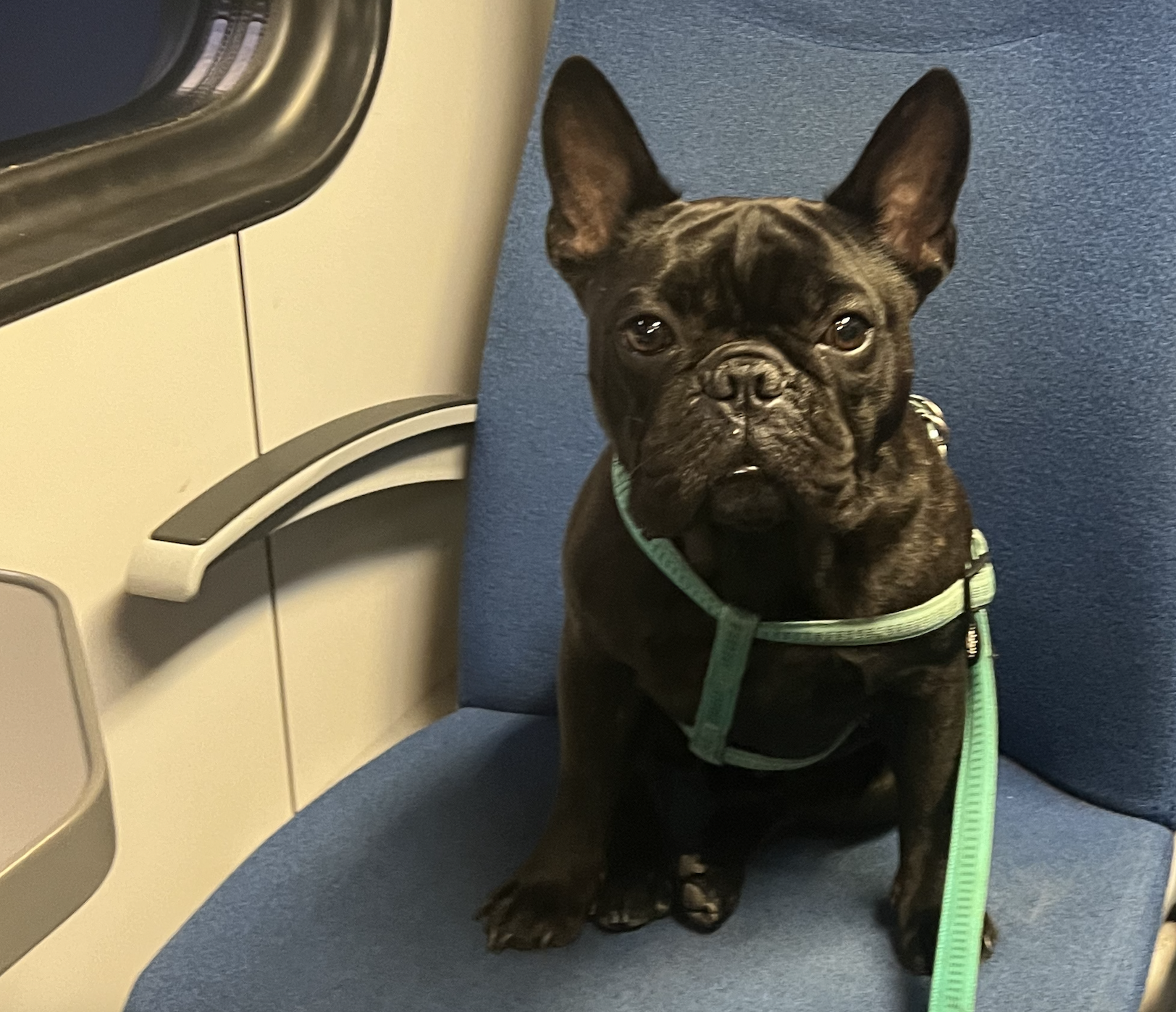 Product Management Lessons from My Frenchie